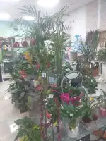 Floristeria Flors i Detalls - Bild 7