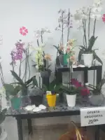 Floristeria Flors i Detalls - Bild 8