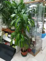 Floristeria Flors i Detalls - Bild 9