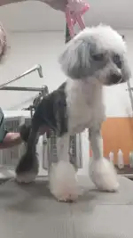 Clínica Veterinària Campos - Bild 9