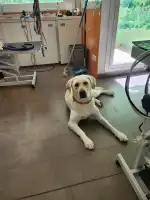 Clínica Veterinària Campos - Bild 3