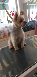 Clínica Veterinària Campos - Bild 4