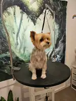 Clínica Veterinària Campos - Bild 6