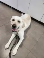 Clínica Veterinària Campos - Bild 8