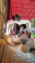 Feliz Animal - Imagen 10