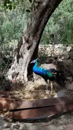 Feliz Animal - Imagen 3