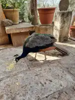 Feliz Animal - Imagen 9