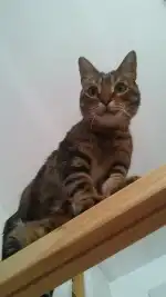 Feliz Animal - Imagen 4