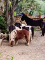 Feliz Animal - Imagen 5