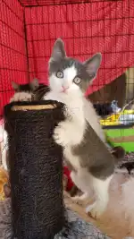 Feliz Animal - Imagen 9