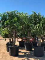 JARDINERIA C'AN PERET - Bild 9