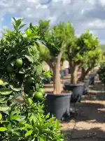 JARDINERIA C'AN PERET - Bild 5