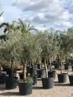 JARDINERIA C'AN PERET - Bild 7