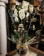 Flores Borneo - Bild 8