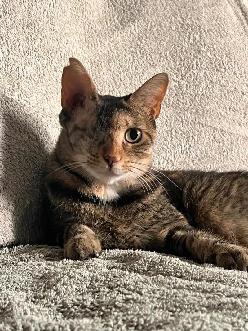 Clínica Veterinaria S'Arenal - Bild 1