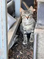 Clínica Veterinaria S'Arenal - Bild 3