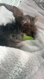 Clínica Veterinaria S'Arenal - Bild 9