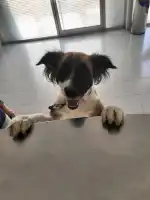 Clínica Veterinaria S'Arenal - Bild 7