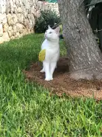 MiVet Hospital Veterinario Veterinaris - Bild 10