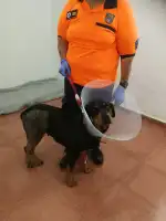 MiVet Hospital Veterinario Veterinaris - Bild 9