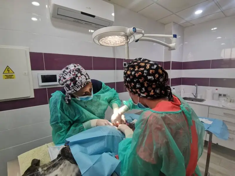 Veterinària Porreres - Bild 1