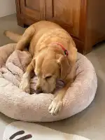 Clínica veterinaria José Angosto - Bild 4