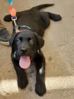 Clínica Veterinaria Son Rapinya - Bild 10