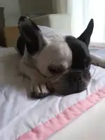 Clínica Veterinaria Son Rapinya - Bild 10