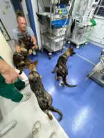 Clínica Veterinaria Son Rapinya - Bild 3