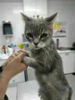 Clínica Veterinaria Son Rapinya - Bild 9