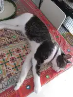 Clínica Veterinaria Son Rapinya - Bild 9