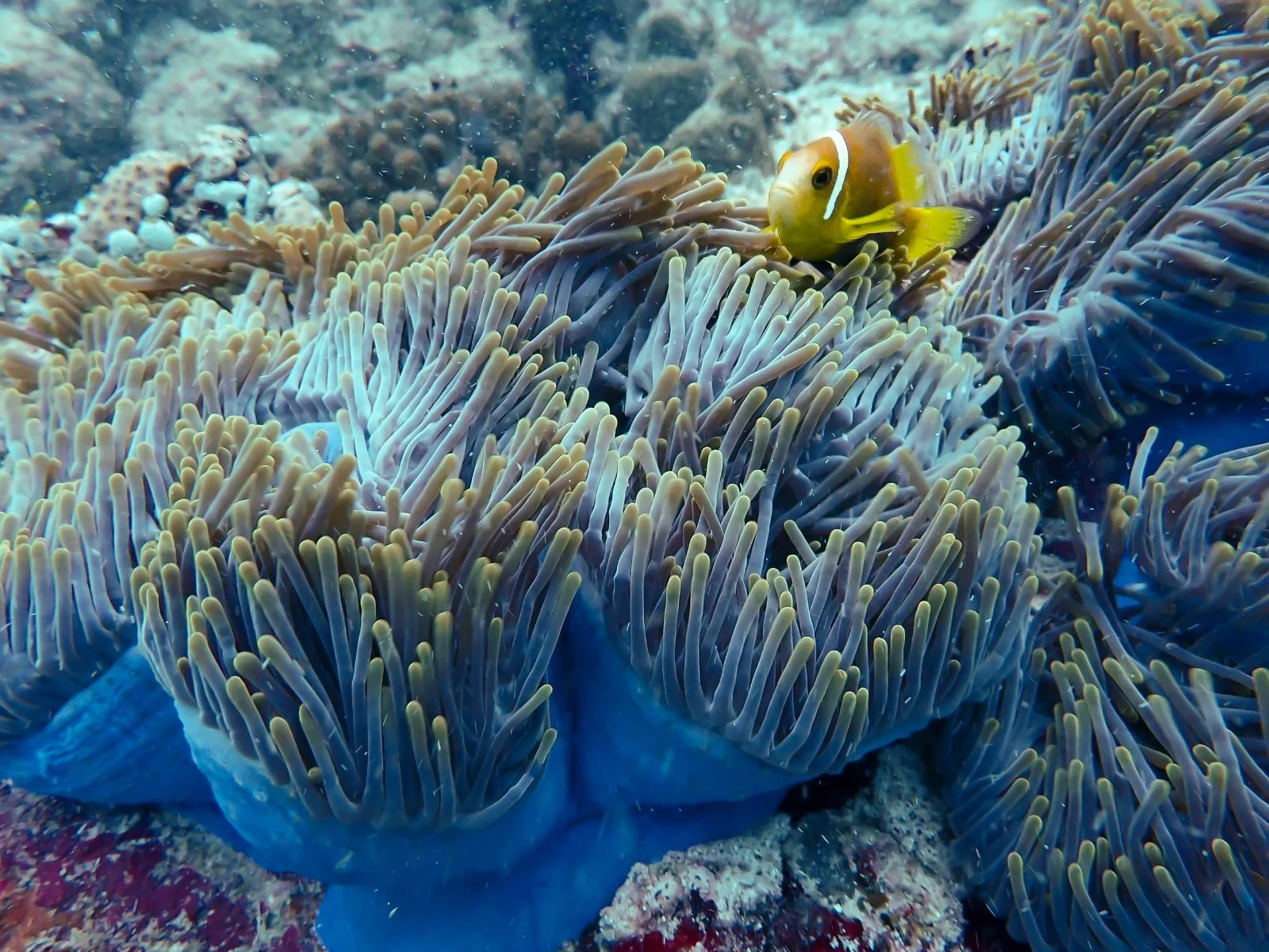 Scuba Divine - Image 10