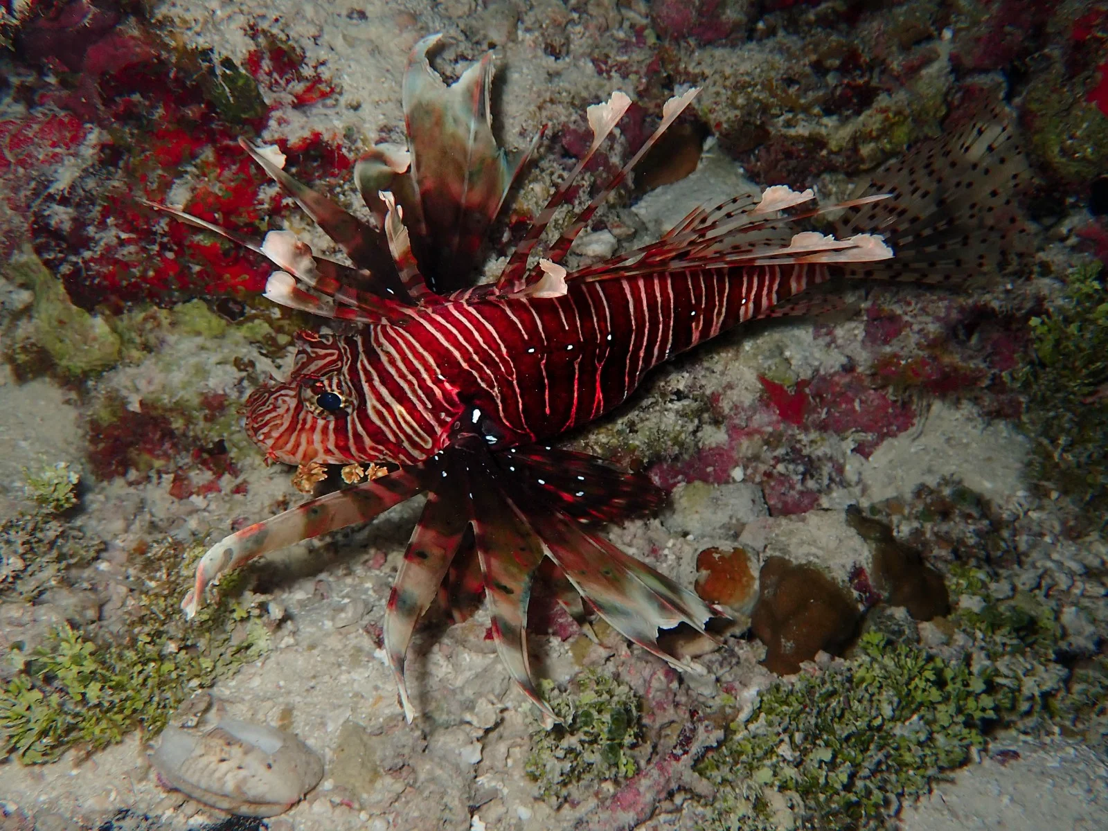 Scuba Divine - Image 3