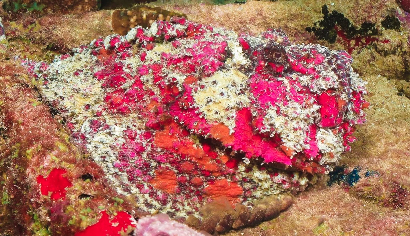 Scuba Divine - Image 9