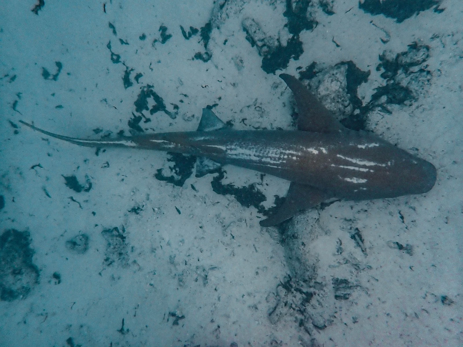 Scuba Divine - Image 9