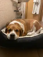 Clínica Veterinaria El Parc