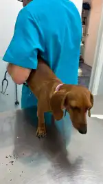 Clínica Veterinaria El Parc - Bild 2