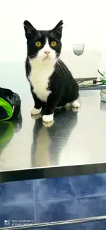 Clínica Veterinaria El Parc - Bild 3