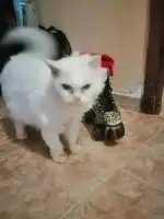 Clínica Veterinaria El Parc - Bild 9