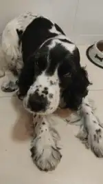 Clínica Veterinaria El Molinar