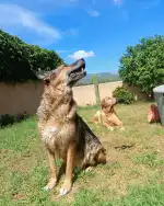 Clínica Veterinaria Huellas - Bild 3