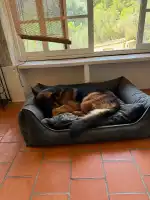 Clínica Veterinaria Huellas - Bild 6