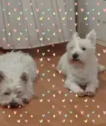 Clínica Veterinaria Huellas - Bild 7