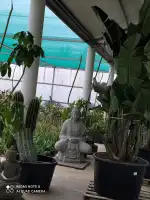 Centre de jardineria Llabrés - Bild 7