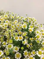 Floristeria Teresa - Bild 10