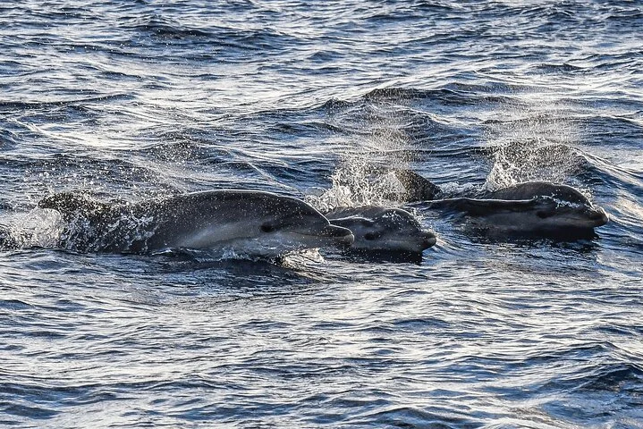 S'Arenal Sunrise Dolphin Watching Sailing Tour - Image 3