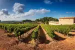 Exklusive Weintour auf einem mallorquinischen Spitzenweingut - Bild 1