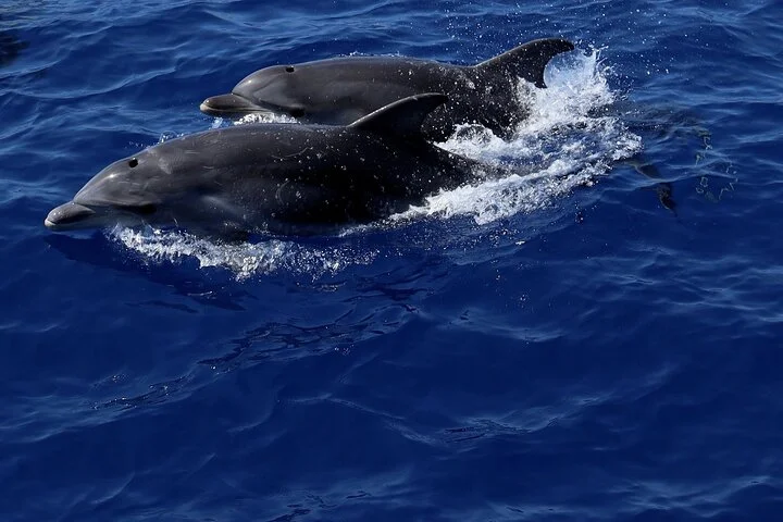 Delfinbeobachtung auf dem Katamaran ab Palma de Mallorca - Bild 3