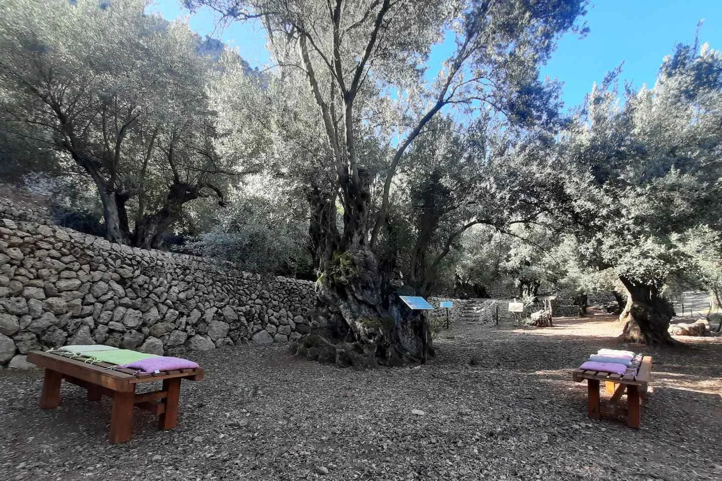 Finca-Rundgang und Olivenöl-Verkostung in Sóller - Bild 2