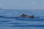 Delfinbeobachtung und Höhlen-Bootstour ab Can Picafort - Bild 1